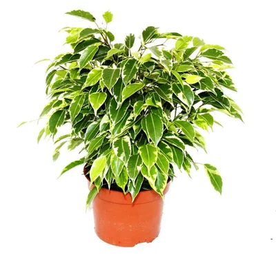 Produktbild von Buschige Birkenfeige - Ficus benjamini "Kinky" - weißbuntes Laub - 12cm Topf