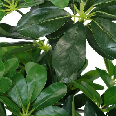 Obrázok produktu pre Umelý krík Schefflera, 55 cm, čierny, s ľahkým košom s dĺžkou 55 cm, z umelého materiálu