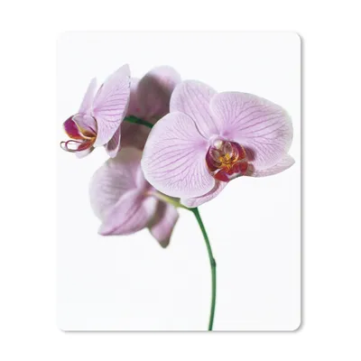 Produktbild von MuchoWow® Mauspad Mousepad Rosa Orchideenblüte 30x40 cm - Mousepads - Maus Mat - Pad - Mausunterlage - Mausmatten