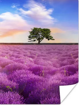 Produktbild von MuchoWow® Poster Lavendel - Baum - Sonnenuntergang - Lila 120x160 cm - Wandbilder