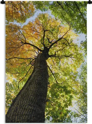 Produktbild von MuchoWow® Wandteppich Wandbehang Baum - Natur - Wald 60x90 cm Tapisserie Dekoration Wandtuch - Foto-Teppich - Abwaschbar