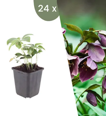 Produktbild von Plants by Frank | 24 Lenzrose Pflanzen | Helleborus Orientalis | Stauden | Winterhart | Mehrjährig | Gartenpflanzen