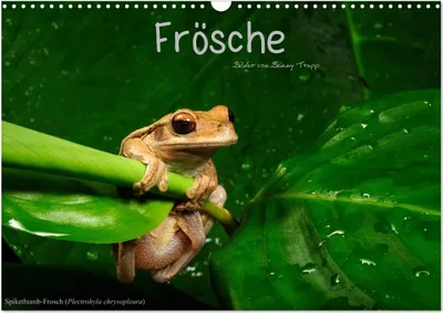 Produktbild von Frösche (Wandkalender 2025 DIN A3 quer), CALVENDO Monatskalender