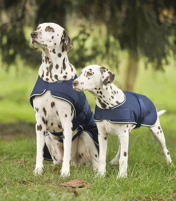 Immagine prodotto di Coperta per cani impermeabile, blu navy, 70 cm