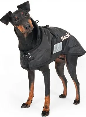 A black dog wearing a black dog coat stands against a white background.