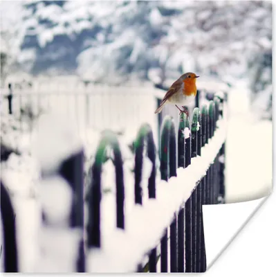Produktbild von MuchoWow® Poster Rotkehlchen - Winter - Schnee 75x75 cm - Wand Dekoration