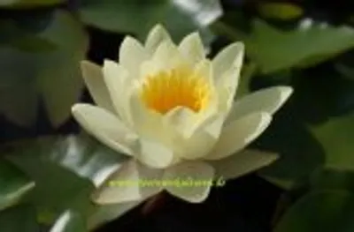 Produktbild von 1 HALBZWERGSEEROSE der Sorte Moorei, gelbe Blüte