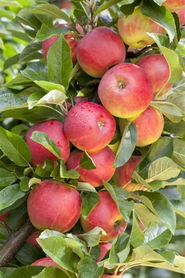 Produktbild von Malus 'Elstar', Apfelbaum, 40 cm Stammhöhe