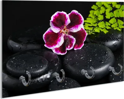 Produktbild von Wallario Handtuchhalter aus Glas, Motiv: Geranienblüte auf schwarzen Steinen, benetzt mit Wassertropfen, 30 x 20 cm mit 4 Haken