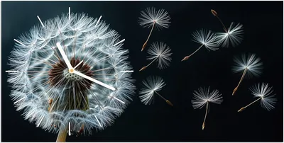 Produktbild von Wanduhr aus Glas mit Motiv Pusteblume im Wind- 60 x 30 cm - inkl. Aufhängesystem