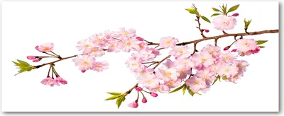 Produktbild von Tulup® Leinwandbild - 125x50 cm - Wandkunst - Drucke auf Leinwand - Leinwanddruck  - Blumen & Pflanzen - Rosa - Wildrose