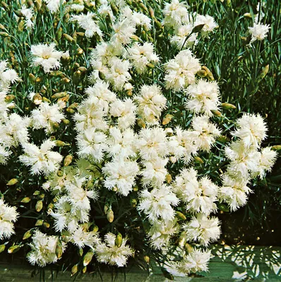 Produktbild von Dianthus plumarius 'Maischnee', Federnelke, weiß, ca. 9x9 cm Topf
