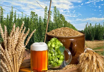 Produktbild von Wallario Fototapete Vliestapete, seidenmatte Oberfläche, einfache Verarbeitung, Größe 200 x 140 cm, Motiv Frisch gezapftes Bier, Hopfen und Malz