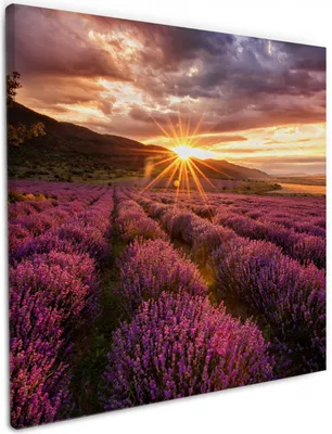 Produktbild von Wallario Premium Leinwandbild Lavendelfeld bei Sonnenuntergang - Sonnenstrahlen in Größe 50 x 50 cm