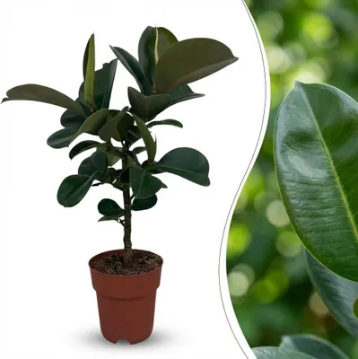 Image de Green boutiQ - Plante d'intérieur - Ficus élastique - Ficus Elastica Cloe - Vert - Peu d'entretien - 1 plante - Pot de 19 cm - Hauteur 65 cm