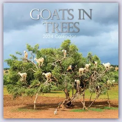 Produktbild von Goats in Trees - Ziegen auf Bäumen 2024 - 16-Monatskalender