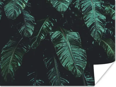 Produktbild von MuchoWow® Poster Dschungel - Palme - Blätter - Tropisch 160x120 cm - Foto Plakat