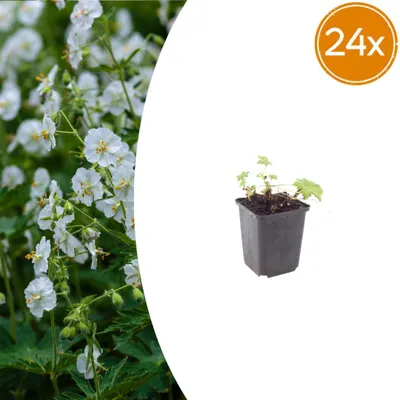 Productafbeelding van Geranium macr. 'White Ness' | 24 stuks - 10-25cm - Ø9cm - Tuinplant