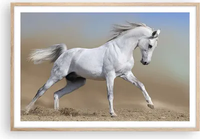 Produktbild von Gerahmtes Poster - Rahmen in heller Eiche - Pferd weiß Tier - 91,5x61 cm - Wand Bild - Wanddeko - Wandbilder - Kunstposter - Wandposter - Bilderrahmen - Bilder - Kunstdruck - Wandbild P2NAA91x61-0167