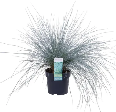 Produktbild von Blauschwingel Festuca glauca Azura Blue Ø14cm – Höhe ca.30cm – silberblaues Ziergras winterhart & immergrün – für Beet, Steingarten, Kübel, Balkon & Vorgarten
