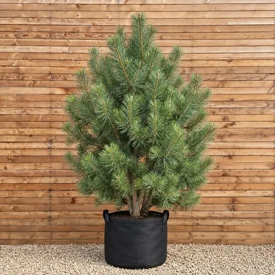 Produktbild von Waldkiefer 250-300 cm - Pinus sylvestris mehrstämmig, immergrün