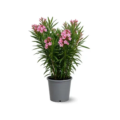 Image de Laurier rose - nerium oleander - ↕ 90-100 cm - ⌀ 24 cm - plante d'extérieur - fleur rose