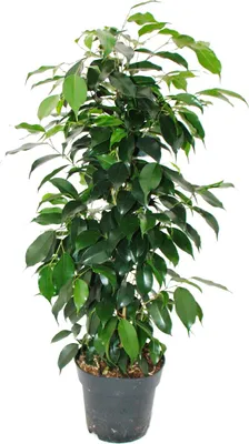 Produktbild von Ficus benjamini "Danielle" im 17cm Topf