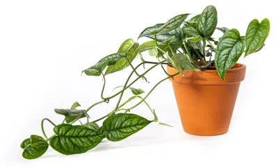 Obrázek produktu pro Gardners Monstera Siltepecana, průměr 12 cm