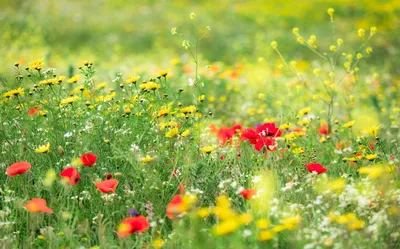 Produktbild von Sanders & Sanders Fototapete Blumen Grün 450 x 280 cm