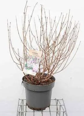 Produktbild von Syringa meyeri 'Palibin' - Zwerg-Duftflieder Palibin 50- 60 cm - Container