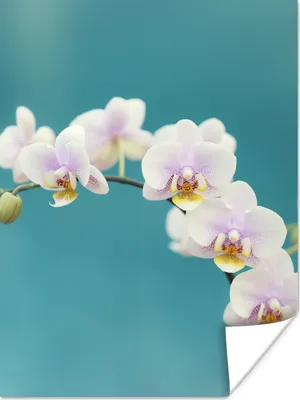 Produktbild von MuchoWow® Poster Orchidee - Blumen - Pflanze - Weiß - Lila 120x160 cm - Wandbilder