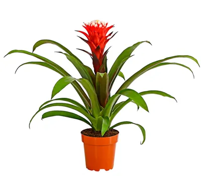Produktbild von Dehner Guzmanie Deseo, Guzmania cultivars, rot-weiße Rosette, 40-50 cm, Ø Topf 12 cm, Zimmerpflanze