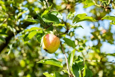 Produktbild von Prunus domestica 'Zwergobst', Terrassenobst, 40 cm Stammhöhe