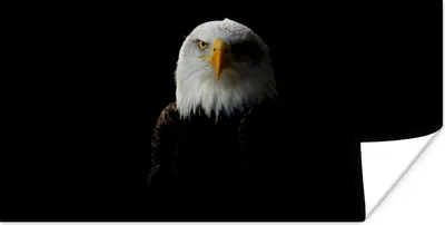 Produktbild von MuchoWow® Poster Adler - Vogel - Schwarz 40x20 cm - Poster für die Wand - Poster Schlafzimmer