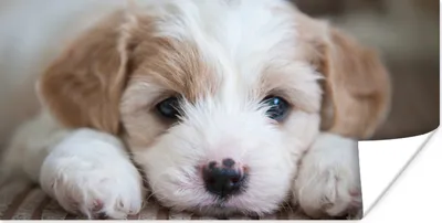 Produktbild von MuchoWow® Poster Nahaufnahme eines Cavachon-Welpen 160x80 cm - Foto Poster