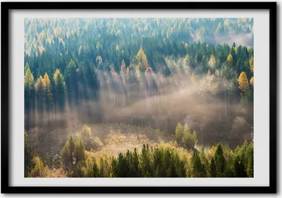 Produktbild von Bild - Bilder - Bilderrahmen - 70 cm x 50 cm - MDF-Rahmen, Wandkunst Nebel im Wald