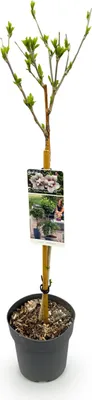 Image de GreenboutiQ - Plante de jardin - Hibiscus syriacus Starburst Chiffon® - Plante tige - Plante de terrasse - Feuillage caduc - Peu de soins - Pot 19cm Hauteur 90cm
