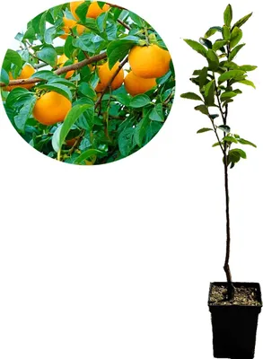Produktbild von Diospyros kaki 'Vaniglia' - Sharonfrucht - 5 Liter Topf - 100cm