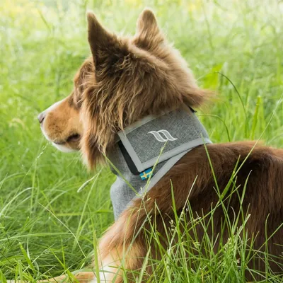 Produktbild von Back on Track Draco Bandana mit hoher Sichtbarkeit grau M (37-45 cm)