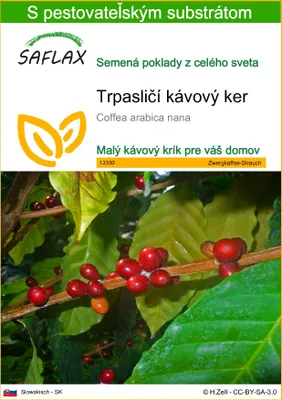 Obrázok produktu pre SAFLAX - Trpasličí kávový ker - Coffea arabica nana - 8 Semená - S pestovateľským substrátom bez klíčkov