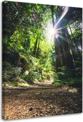 Produktbild von Leinwandbild dschungel tropischer wald 60x90 cm Feeby grün wandbild bereit zum aufhängen