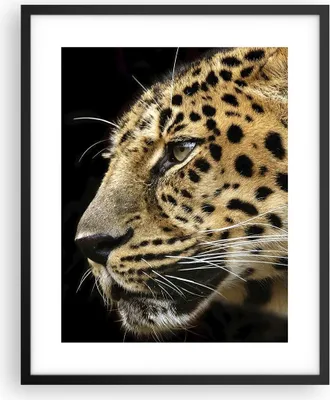 Produktbild von Gerahmtes Poster - Schwarzer Rahmen - Tiere Leopard wilde Katze wilde Tiere - 40x50 cm - Wand Bild - Wanddeko - Wandbilder - Wandposter - Bilderrahmen - Bilder - Kunstdruck - P2BPA40x50-0433