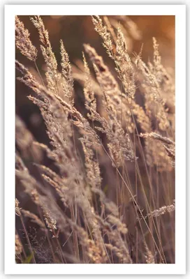Produktbild von Poster - Poster ohne Rahmen - Boho Ähren Feld - 61x91,5 cm - Wand Bild - Wanddeko - Wandbilder - Kunstposter - Wandposter - Bilder - Kunstdruck - Wanddekoration - Wandbild - P2XPA61x91-4838