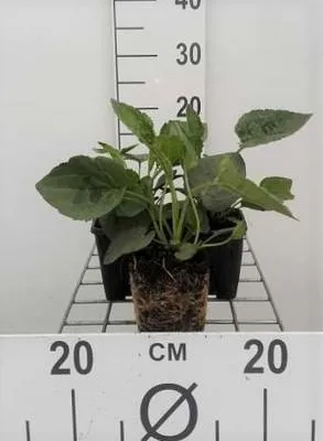 Obrázok produktu pre 6 x Rudbeckia fulg. 'Goldsturm' - Echinacea - Kvetináč 9 x 9 cm