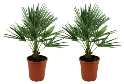 Zdjęcie produktu dla Bloomique - Zestaw 2 szt. - Chamaerops Humilis - Palma karłowata europejska - Palma mrozoodporna - Rośliny ogrodowe - 70-80 cm wysokości - Doniczka 21 cm, Obraz wygenerowany przez AI