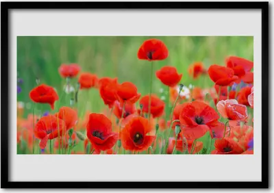 Produktbild von Bild 70x50 MDF-Rahmen Wandkunst Die Pflanze Mohn Natur