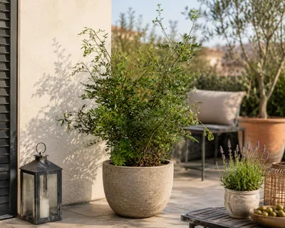 Immagine prodotto di Pistacia lentiscus (Mastice): arbusto sempreverde, varietà di pistachio mediterranea, ideale come pianta da vaso per balconi, terrazzi e giardini. Altezza: 70-100 cm, Immagine generata dall'IA