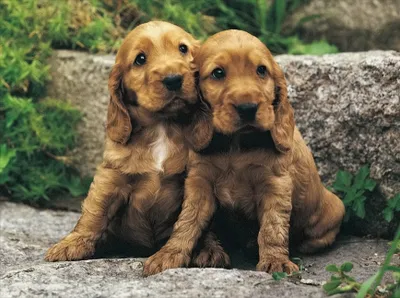 Produktbild von Hundekinder 24 Teile Rahmenpuzzle