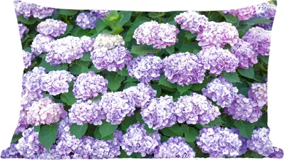 Produktbild von MuchoWow® Zierkissen Sofakissen Wohnzimmer Dekokissen 50x30 cm Hortensienpflanze - Wohnzimmerdekoration - Polster mit Photo