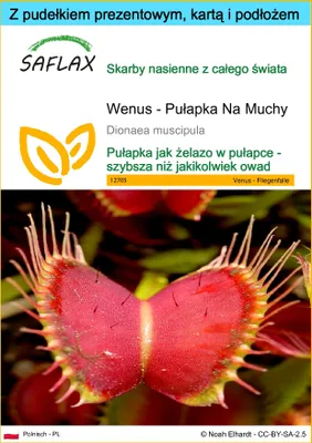 Zdjęcie produktu dla SAFLAX - Zestaw prezentowy - Wenus - Pułapka Na Muchy - 10 Nasiona - Z pudełkiem upominkowym, etykietą wysyłkową, kartą podarunkową i podłożem uprawowym - Dionaea muscipula